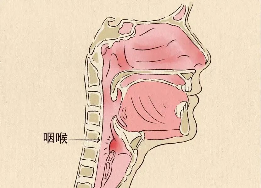 “连花清瘟”的“花”到底是什么花？有什么用？